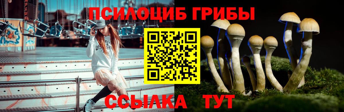 Галлюциногенные грибы Psilocybe Югорск